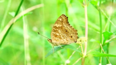 Bahçe bahçesinde Tayland kelebeği yaz çiçeği ve kelebek çiçeği kelebeği