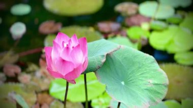 Güzel pembe bir nilüfer çiçeği, nilüfer yapraklarıyla dolu bir göletin üzerinde zarifçe açar. Yapraklar çok zarif katmanlanmış..