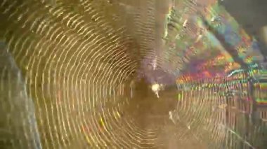 Penceredeki örümcek ağı