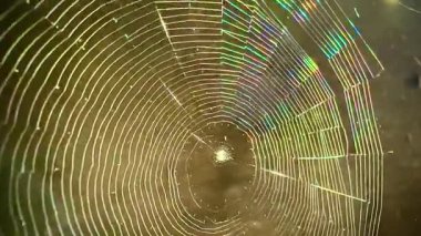 Penceredeki örümcek ağı