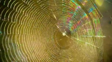 Penceredeki örümcek ağı