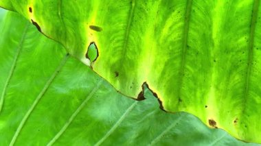 4K soyut yeşil yaprak arkaplanı