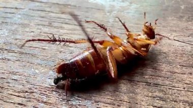 Ölmekte olan bir hamamböceği tahta bir zeminde yüzüstü yatar, bacakları yukarı doğru eğilir, ve kahverengi-kırmızı karnı ve alt kısımları açıkça görülebilir. Hamamböceğinin belli ki dikenli bacakları ve antenleri var.