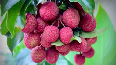 Ağaçtan sarkan bir avuç olgun liçi. Lychees 'ler sert, pullu derilerle parlak kırmızı renktedir. Bu da olgun ve hasat için hazır olduklarını gösterir. Lychees bir yiyecek ve meyvedir..