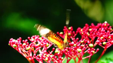 Bahçe bahçesinde Tayland kelebeği yaz çiçeği ve kelebek çiçeği kelebeği