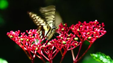 Bahçe bahçesinde Tayland kelebeği yaz çiçeği ve kelebek çiçeği kelebeği