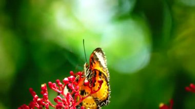 Bahçe bahçesinde Tayland kelebeği yaz çiçeği ve kelebek çiçeği kelebeği