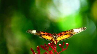 Bahçe bahçesinde Tayland kelebeği yaz çiçeği ve kelebek çiçeği kelebeği