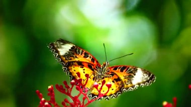 Bahçe bahçesinde Tayland kelebeği yaz çiçeği ve kelebek çiçeği kelebeği