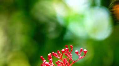 Bahçe bahçesinde Tayland kelebeği yaz çiçeği ve kelebek çiçeği kelebeği