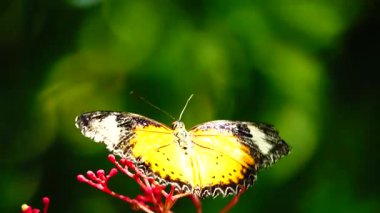 Bahçe bahçesinde Tayland kelebeği yaz çiçeği ve kelebek çiçeği kelebeği
