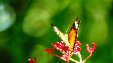 Bahçe bahçesinde Tayland kelebeği yaz çiçeği ve kelebek çiçeği kelebeği