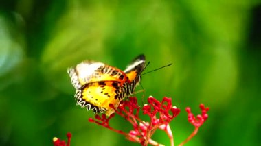 Bahçe bahçesinde Tayland kelebeği yaz çiçeği ve kelebek çiçeği kelebeği