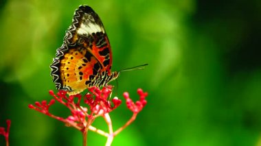 Bahçe bahçesinde Tayland kelebeği yaz çiçeği ve kelebek çiçeği kelebeği