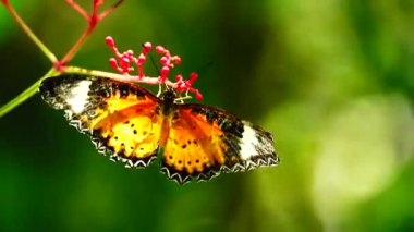 Bahçe bahçesinde Tayland kelebeği yaz çiçeği ve kelebek çiçeği kelebeği