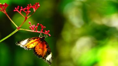 Bahçe bahçesinde Tayland kelebeği yaz çiçeği ve kelebek çiçeği kelebeği