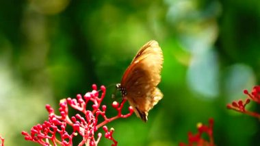 Bahçe bahçesinde Tayland kelebeği yaz çiçeği ve kelebek çiçeği kelebeği