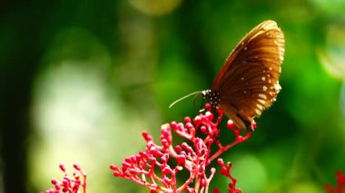 Bahçe bahçesinde Tayland kelebeği yaz çiçeği ve kelebek çiçeği kelebeği