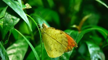 Bahçe bahçesinde Tayland kelebeği yaz çiçeği ve kelebek çiçeği kelebeği