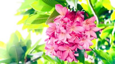 Bir buket açık pembe frangipani çiçeği. Yapraklar, merkezinin yakınında yumuşak beyaz ve turuncu renkte pembe bir tondur ve ona sıcak, tropik bir his verir..