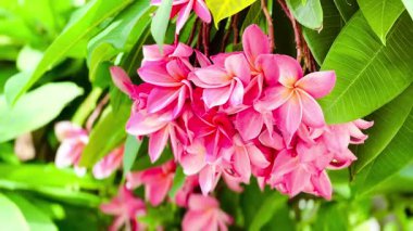 Bir buket açık pembe frangipani çiçeği. Yapraklar, merkezinin yakınında yumuşak beyaz ve turuncu renkte pembe bir tondur ve ona sıcak, tropik bir his verir..