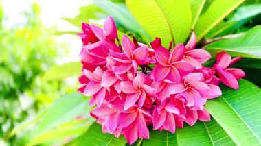 Bir buket açık pembe frangipani çiçeği. Yapraklar, merkezinin yakınında yumuşak beyaz ve turuncu renkte pembe bir tondur ve ona sıcak, tropik bir his verir..