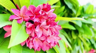 Bir buket açık pembe frangipani çiçeği. Yapraklar, merkezinin yakınında yumuşak beyaz ve turuncu renkte pembe bir tondur ve ona sıcak, tropik bir his verir..