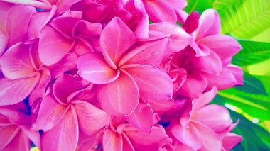 Bir buket açık pembe frangipani çiçeği. Yapraklar, merkezinin yakınında yumuşak beyaz ve turuncu renkte pembe bir tondur ve ona sıcak, tropik bir his verir..