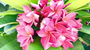 Bir buket açık pembe frangipani çiçeği. Yapraklar, merkezinin yakınında yumuşak beyaz ve turuncu renkte pembe bir tondur ve ona sıcak, tropik bir his verir..