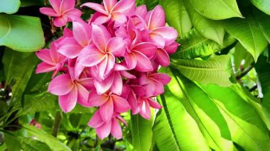 Bir buket açık pembe frangipani çiçeği. Yapraklar, merkezinin yakınında yumuşak beyaz ve turuncu renkte pembe bir tondur ve ona sıcak, tropik bir his verir..