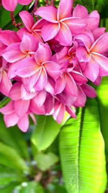 Bir buket açık pembe frangipani çiçeği. Yapraklar, merkezinin yakınında yumuşak beyaz ve turuncu renkte pembe bir tondur ve ona sıcak, tropik bir his verir..