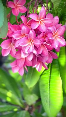 Bir buket açık pembe frangipani çiçeği. Yapraklar, merkezinin yakınında yumuşak beyaz ve turuncu renkte pembe bir tondur ve ona sıcak, tropik bir his verir..