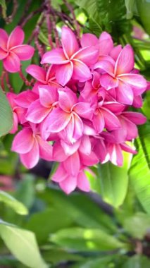 Bir buket açık pembe frangipani çiçeği. Yapraklar, merkezinin yakınında yumuşak beyaz ve turuncu renkte pembe bir tondur ve ona sıcak, tropik bir his verir..