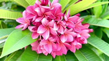 Bir buket açık pembe frangipani çiçeği. Yapraklar, merkezinin yakınında yumuşak beyaz ve turuncu renkte pembe bir tondur ve ona sıcak, tropik bir his verir..