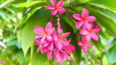 Bir buket açık pembe frangipani çiçeği. Yapraklar, merkezinin yakınında yumuşak beyaz ve turuncu renkte pembe bir tondur ve ona sıcak, tropik bir his verir..