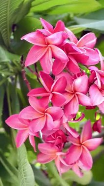 Bir buket açık pembe frangipani çiçeği. Yapraklar, merkezinin yakınında yumuşak beyaz ve turuncu renkte pembe bir tondur ve ona sıcak, tropik bir his verir..