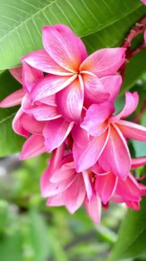 Bir buket açık pembe frangipani çiçeği. Yapraklar, merkezinin yakınında yumuşak beyaz ve turuncu renkte pembe bir tondur ve ona sıcak, tropik bir his verir..