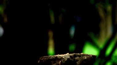 Benekli bir baykuşun (Athene brama) bir ağaç oyuğunun kenarına tünemiştir. Bu baykuşun çarpıcı sarı gözleri, sivri bir gagası ve güzel desenli tüyleri var.        