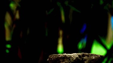 Benekli bir baykuşun (Athene brama) bir ağaç oyuğunun kenarına tünemiştir. Bu baykuşun çarpıcı sarı gözleri, sivri bir gagası ve güzel desenli tüyleri var.        