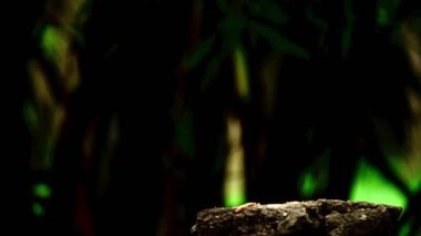 Benekli bir baykuşun (Athene brama) bir ağaç oyuğunun kenarına tünemiştir. Bu baykuşun çarpıcı sarı gözleri, sivri bir gagası ve güzel desenli tüyleri var.        