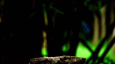 Benekli bir baykuşun (Athene brama) bir ağaç oyuğunun kenarına tünemiştir. Bu baykuşun çarpıcı sarı gözleri, sivri bir gagası ve güzel desenli tüyleri var.        