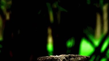 Benekli bir baykuşun (Athene brama) bir ağaç oyuğunun kenarına tünemiştir. Bu baykuşun çarpıcı sarı gözleri, sivri bir gagası ve güzel desenli tüyleri var.        