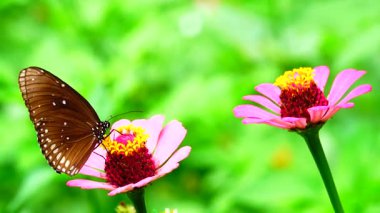 Bahçe bahçesinde Tayland kelebeği yaz çiçeği ve kelebek çiçeği kelebeği