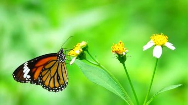 Bahçe bahçesinde Tayland kelebeği yaz çiçeği ve kelebek çiçeği kelebeği