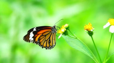 Bahçe bahçesinde Tayland kelebeği yaz çiçeği ve kelebek çiçeği kelebeği