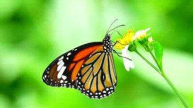 Bahçe bahçesinde Tayland kelebeği yaz çiçeği ve kelebek çiçeği kelebeği