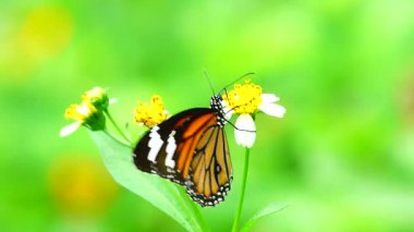 Bahçe bahçesinde Tayland kelebeği yaz çiçeği ve kelebek çiçeği kelebeği