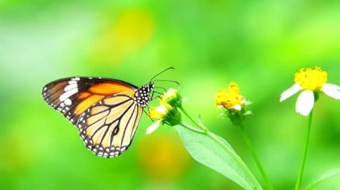 Bahçe bahçesinde Tayland kelebeği yaz çiçeği ve kelebek çiçeği kelebeği