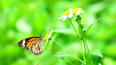 Bahçe bahçesinde Tayland kelebeği yaz çiçeği ve kelebek çiçeği kelebeği