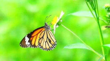 Bahçe bahçesinde Tayland kelebeği yaz çiçeği ve kelebek çiçeği kelebeği